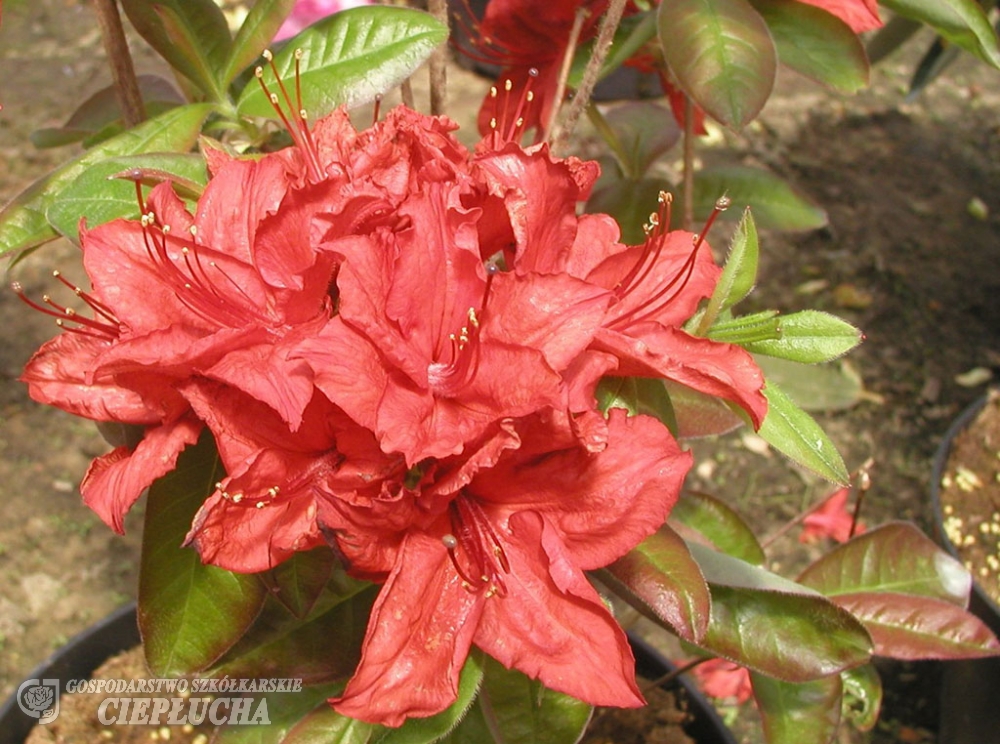 Азалия нэп-хилл Долоросо